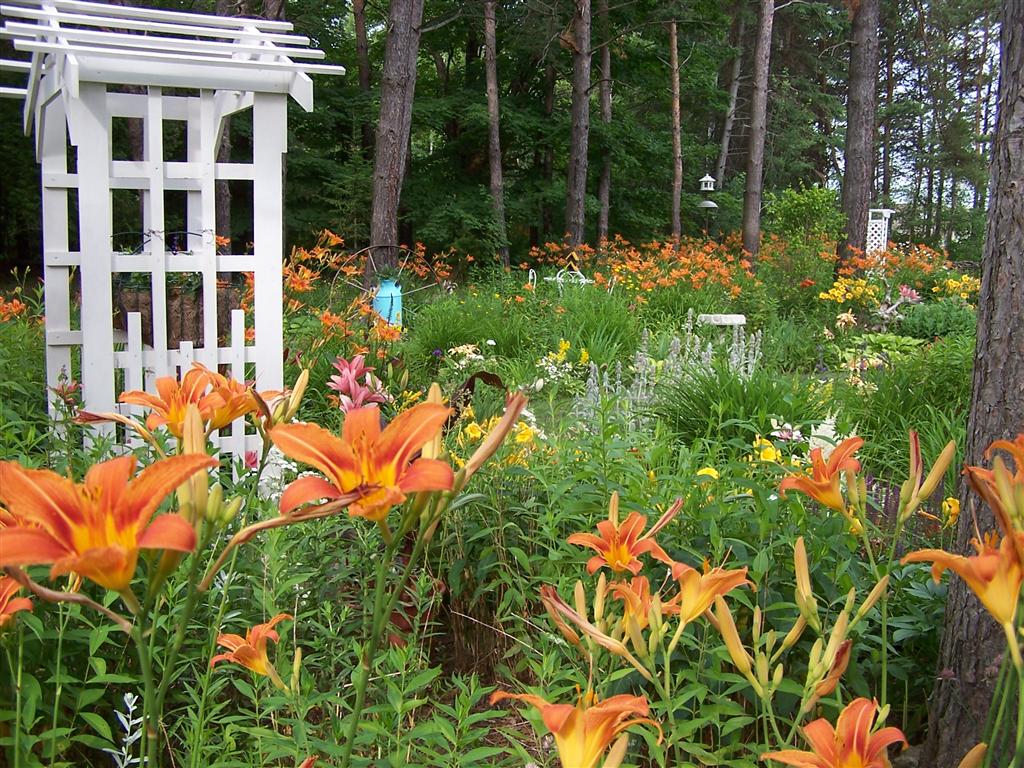 Perennial Passion Ditch Lilies