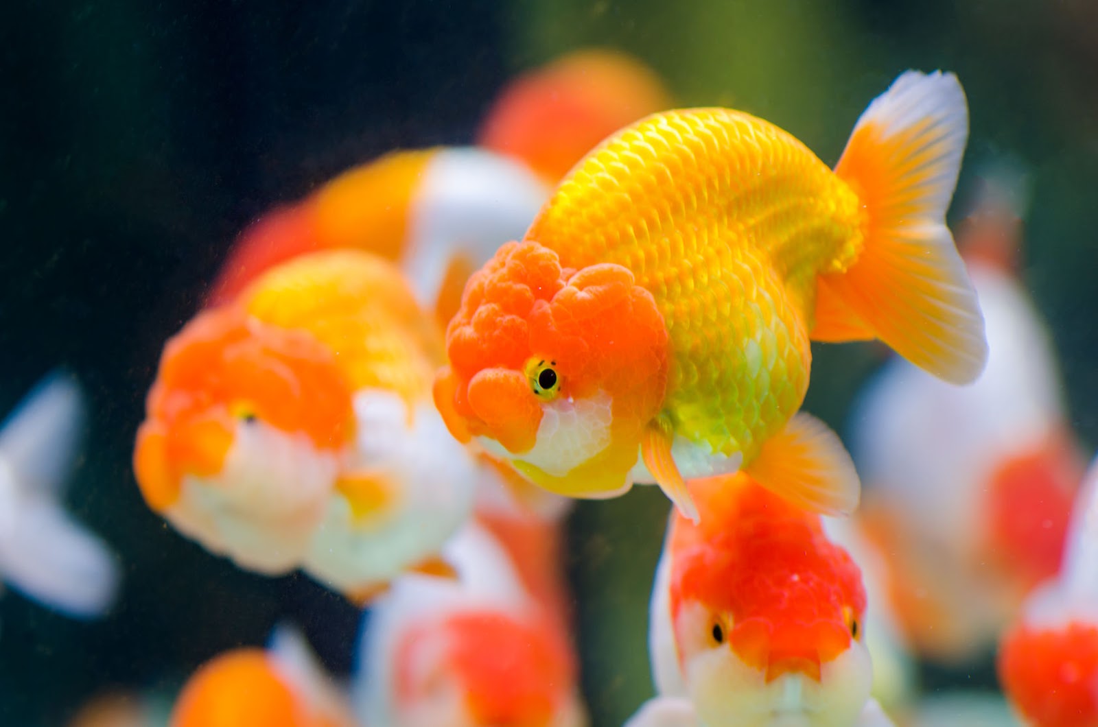 Aquarium Finatics Blog Let's start with.....Goldfish!
