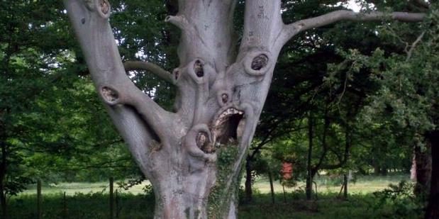 scary-tree.jpg