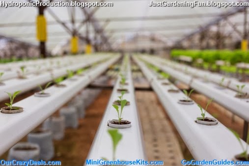 Hydroponics Vegetable in Green House Picture