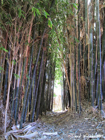 california moso bamboo
