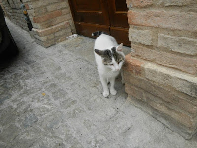 Risultati immagini per treia gatti