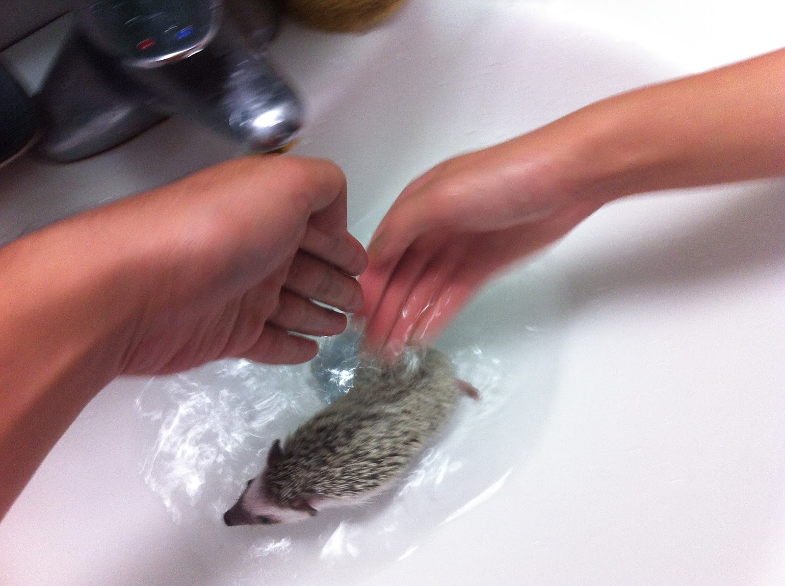 Why, How and What 고슴도치 목욕시키는 법 (How to clean your hedgehog)