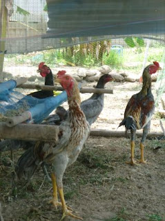 Shamo-Hühner Thailand