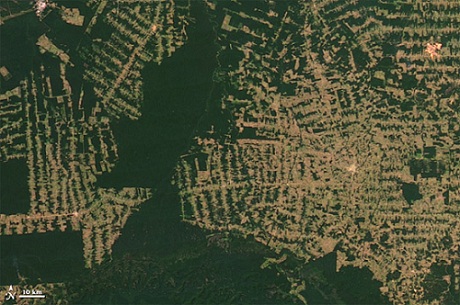 Penggundulan Hutan