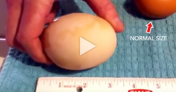 A farmer discovered an unusually Giant Egg. What's inside was another egg?