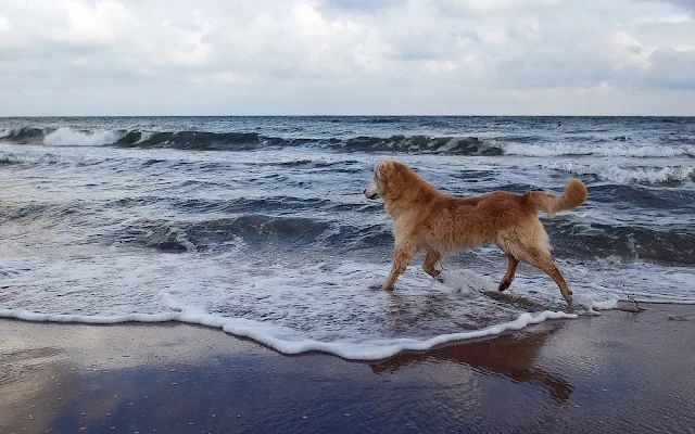 Hond op het strand bij de zee