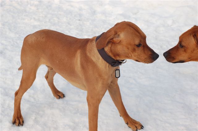 Whippet und Rhodesian Ridgeback of Didingwe Hinweise und Tipps