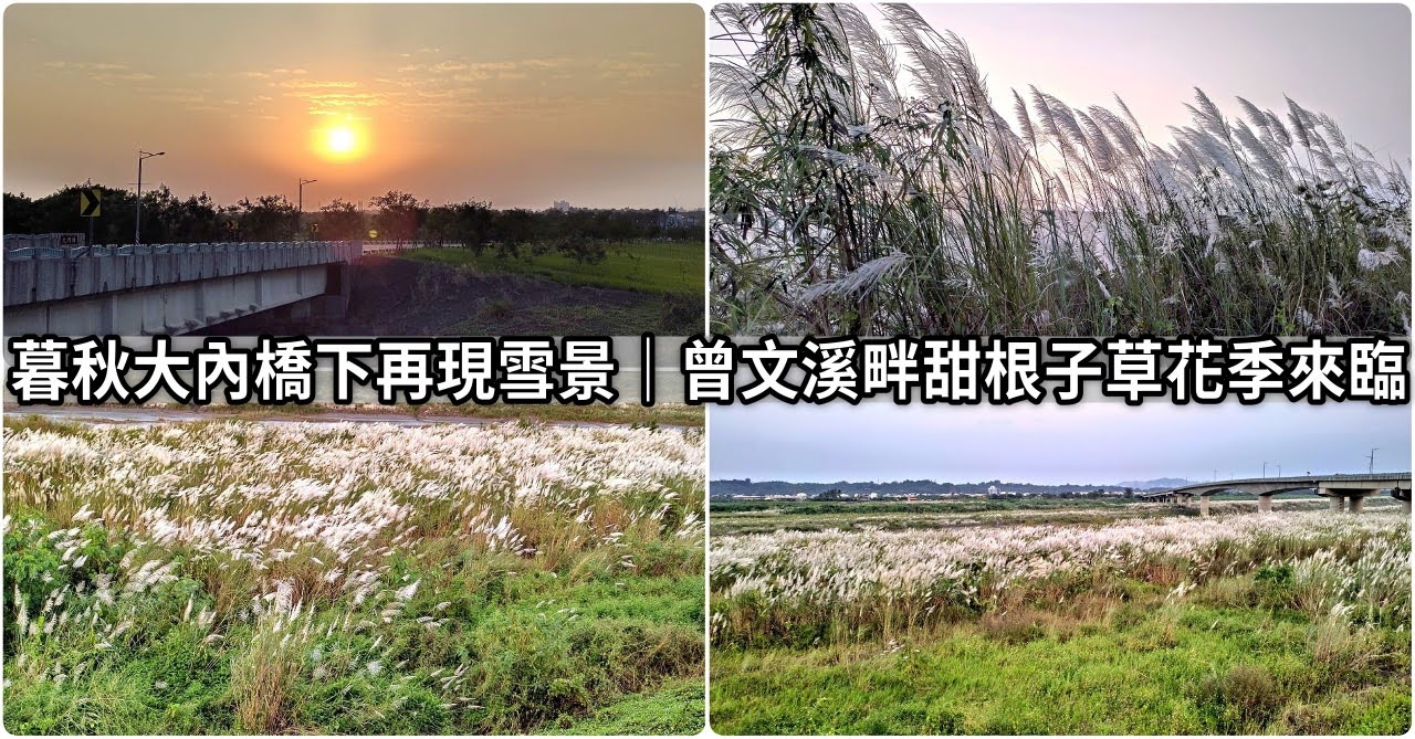 暮秋大內橋下再現雪景|曾文溪畔甜根子草花季來臨|活動
