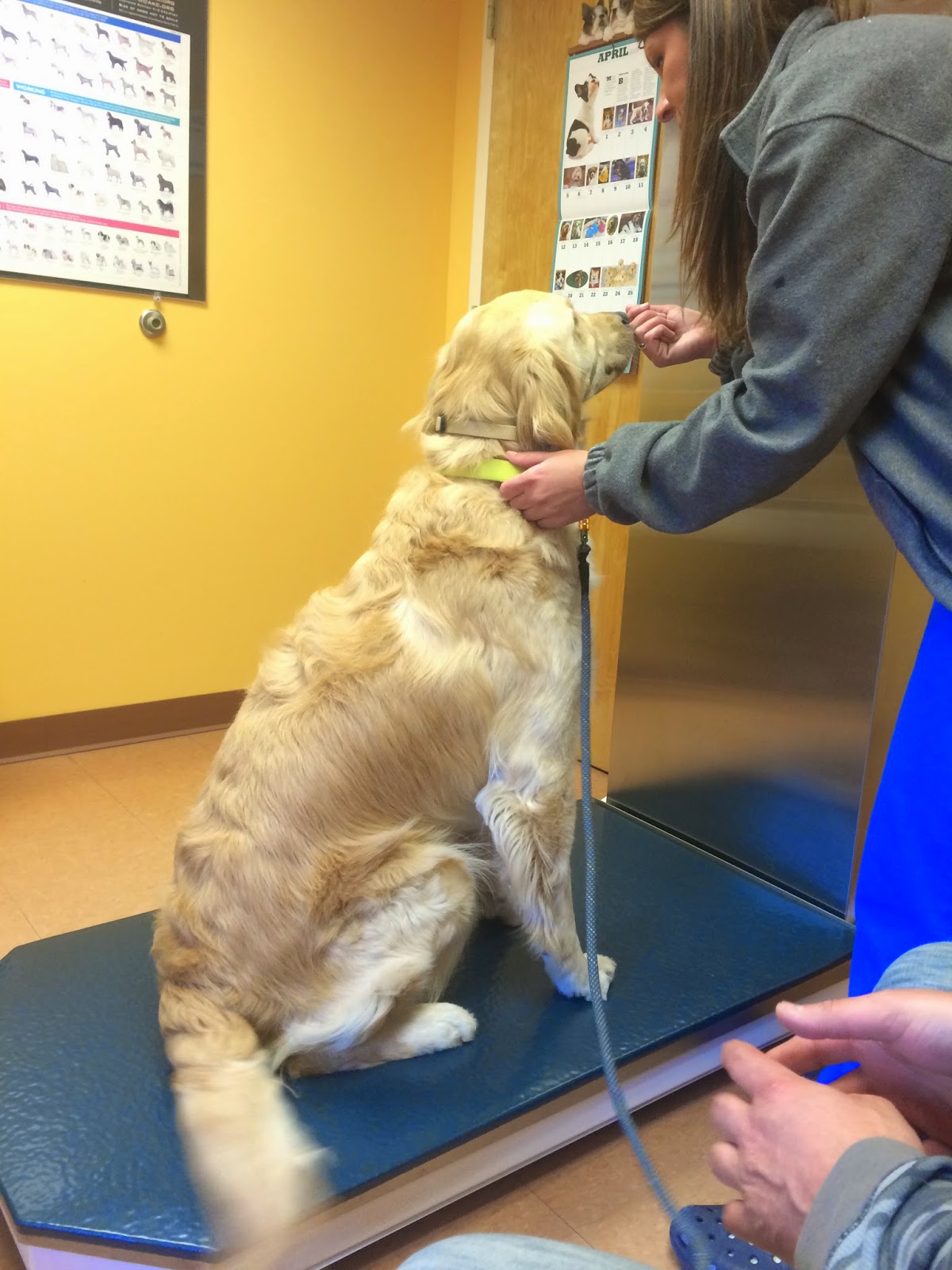 dog being weighed wellness exam pet health