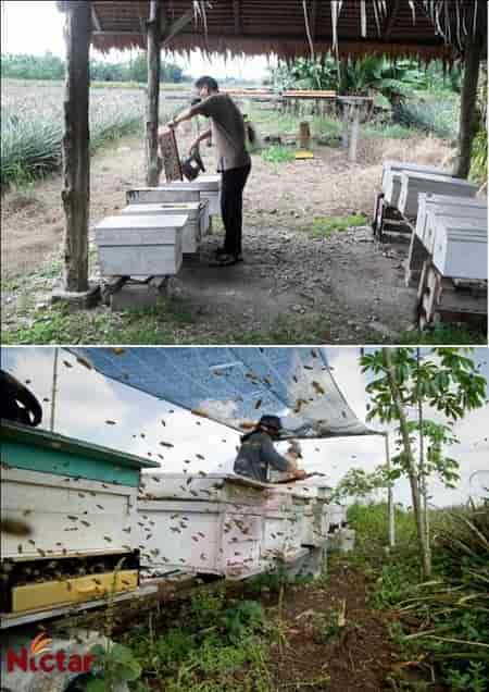 Nictar Bee pineapple farm - Italian bees.