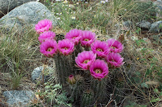 Hedghog Cactus Bloom