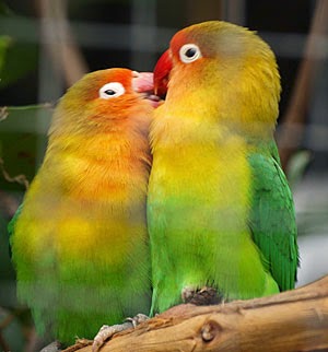 Foto Burung Lovebird Pastel Jantan