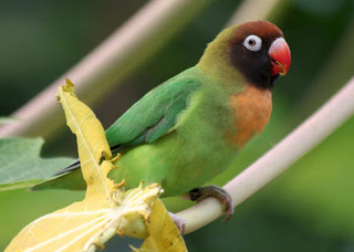 lovebird pipi hitam lovebird pipi hitam