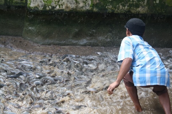 Kebutuhan Pakan Lele Per Hari Sampai Panen 1000 - 2000 Ekor Kebutuhan Pakan Lele Per Hari Sampai Panen 1000 - 2000 Ekor