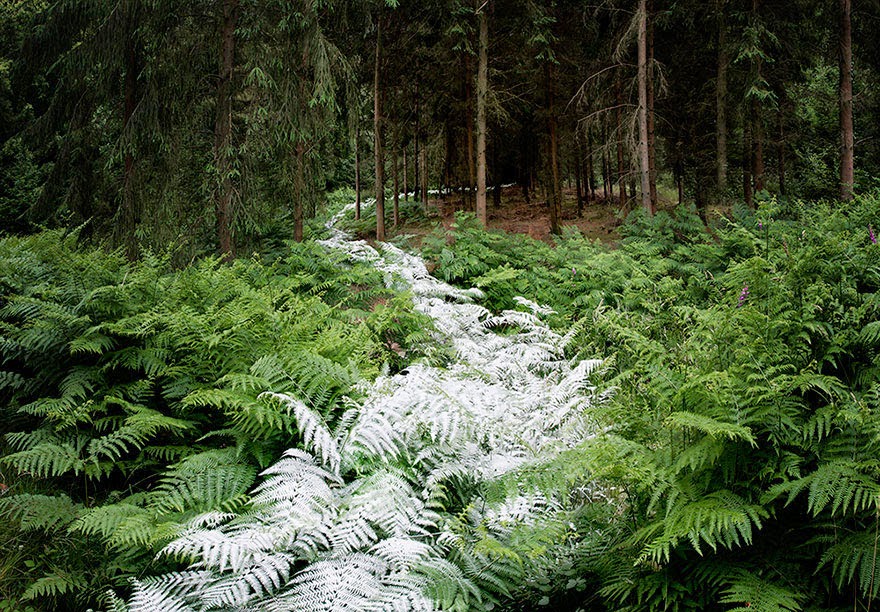 Artist Has Spent 7 Years Turning UK Forests Into Works Of Art