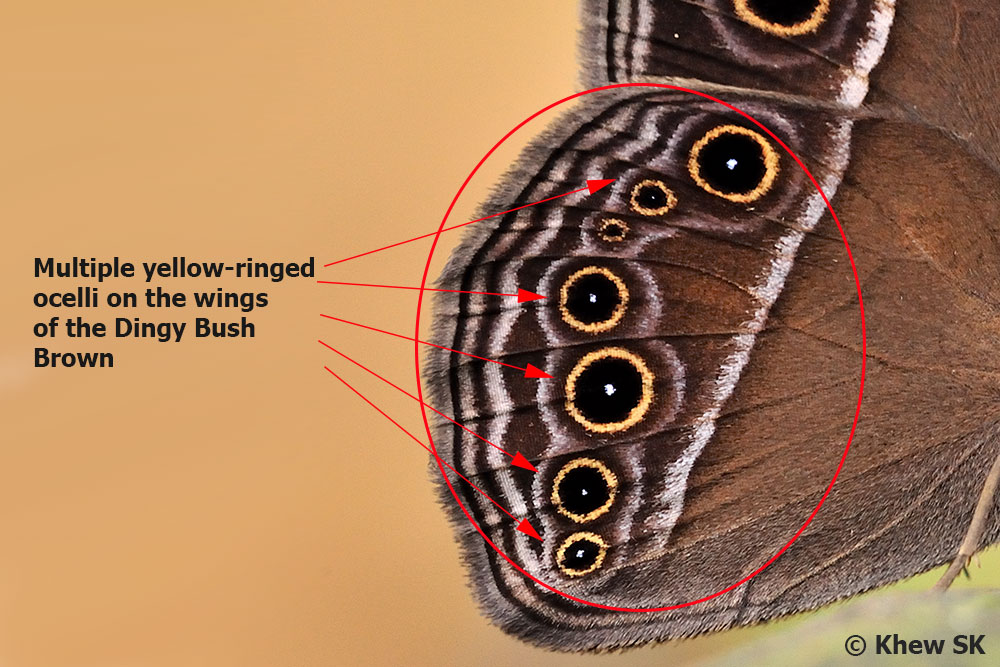 Butterflies of Singapore Butterfly Anatomy Part 4