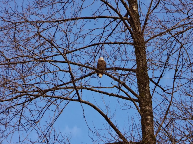 Bald eagle in a tree, Brackendale, BC