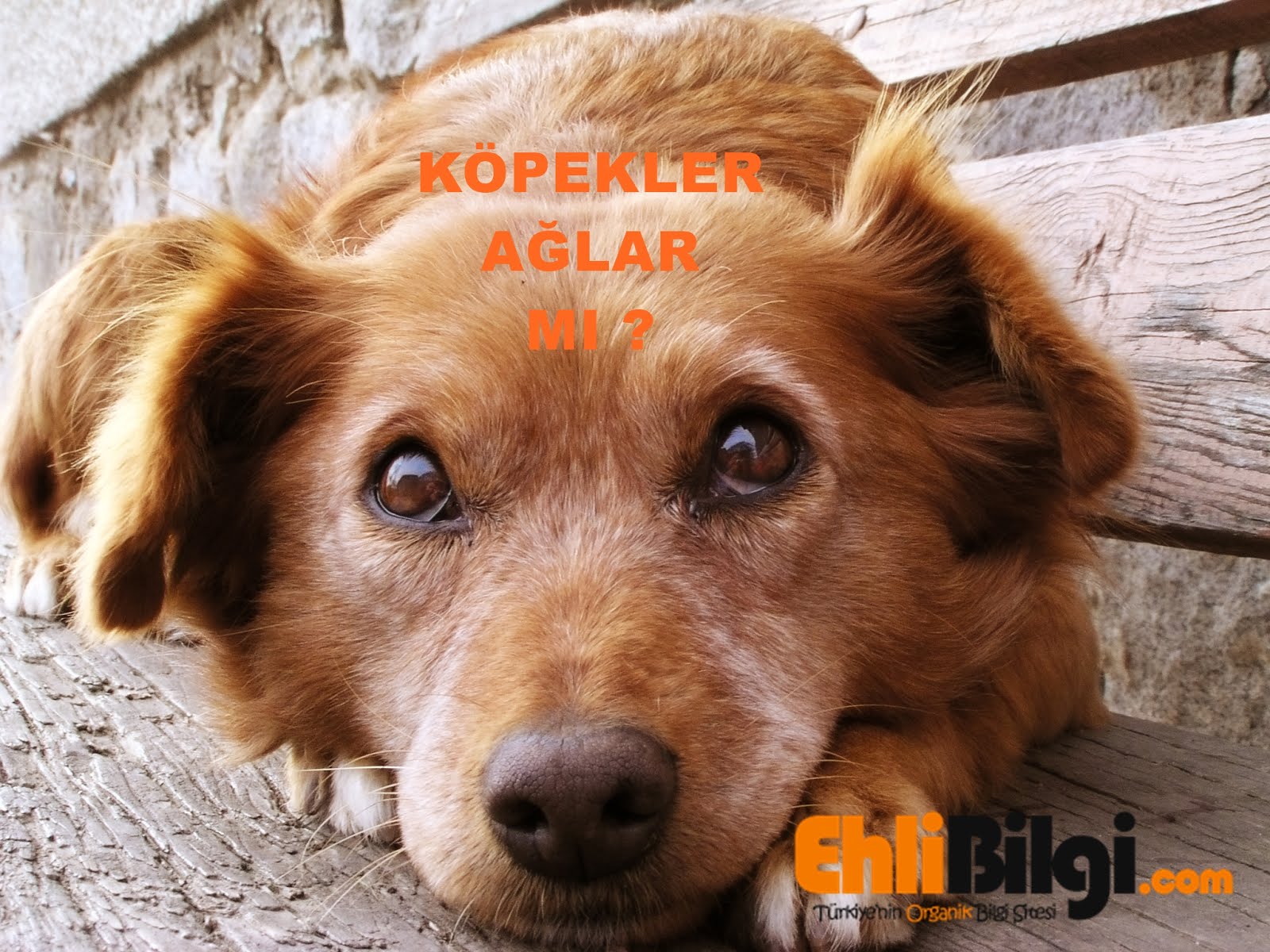 Köpekler Ağlar Mı ? SERDAR TORLAK