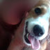 Vídeo mostra idosa jogando veneno e matando cachorra de vizinha na zona Sul