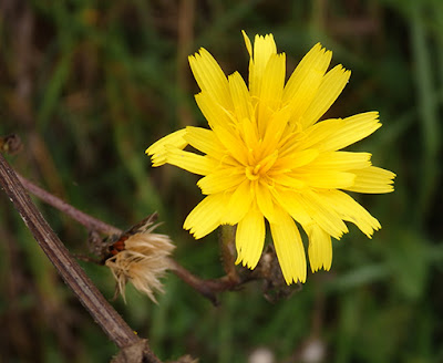 Flores amarillas de parracas (Picris hieracioides)