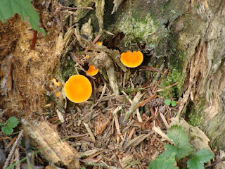 Hygrophoropsis aurantiaca DSC67032