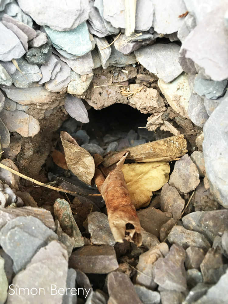 WHY DO RAT HOLES SUDDENLY APPEAR?
