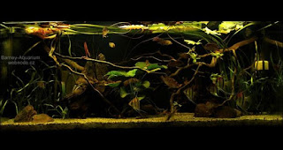 200 Referensi Desain Dan Model Aquascape Berdasarkan Tema https://www.faktapopuler.com/2018/12/200-referensi-desain-dan-model.html