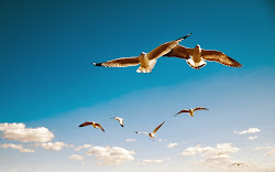 birds flying wallpapers