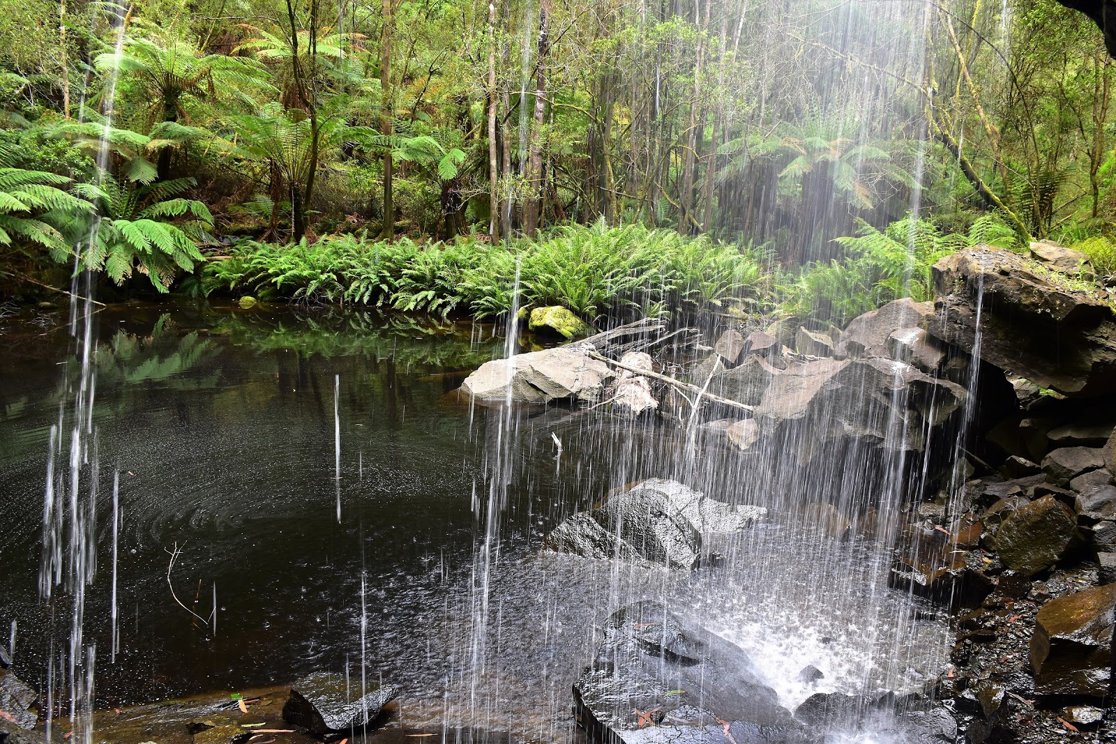 Goin' Feral One Day At A Time Big Hill to Horseshoe Falls, Great Otway