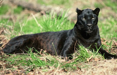 Panther - animal beginning with p Panther - animal beginning with p