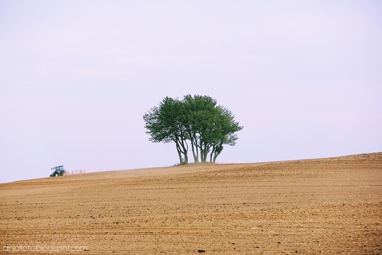 minimalizm, fotografia minimalistyczna, minimalistic photography, samotne drzewo