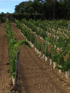 plantation chenin blanc été 2015 la récolte sera pour 2016