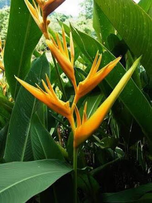 download heliconia psittacorum viridi download heliconia psittacorum viridi