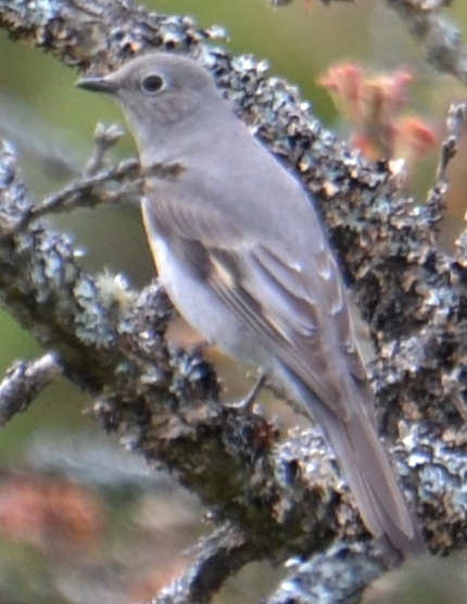 bird of the day bird of the day