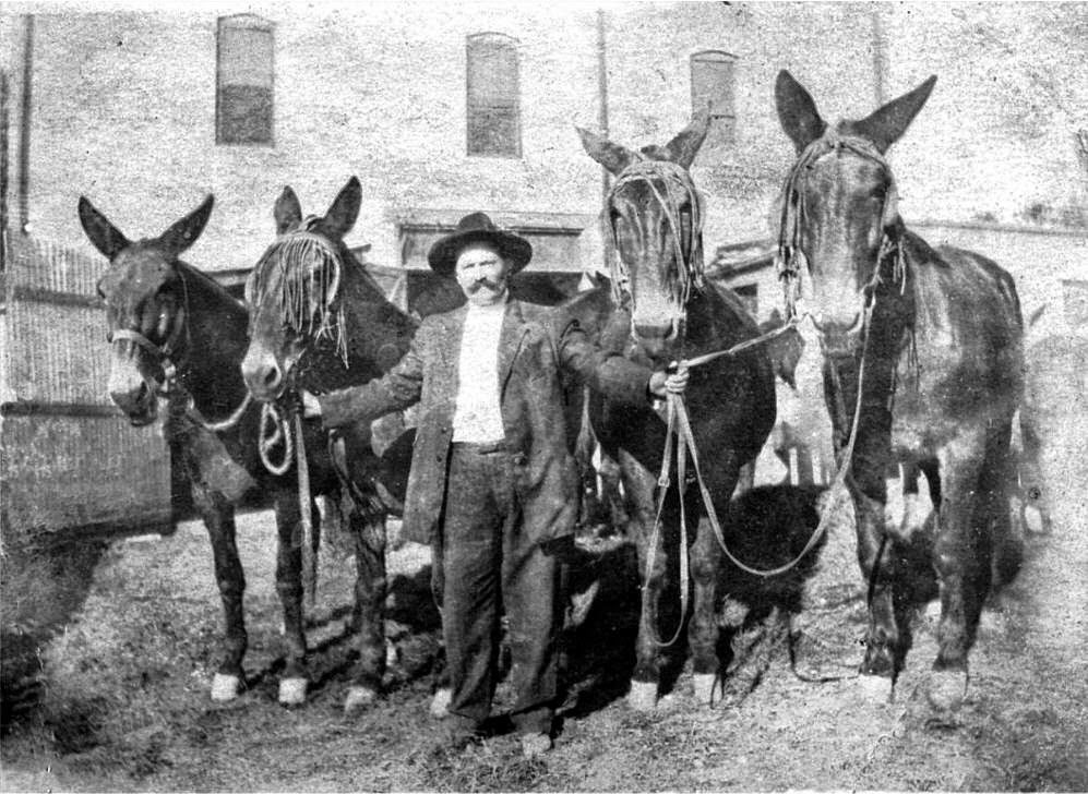 famous mules