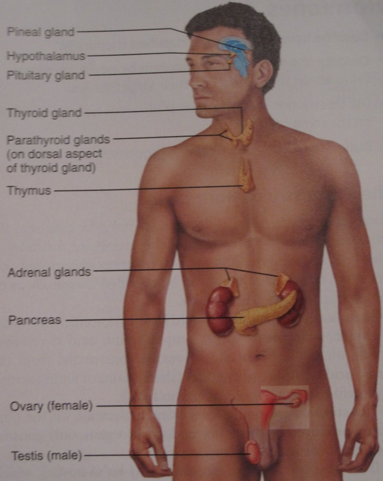 Расположение органов у человека поджелудочная железа