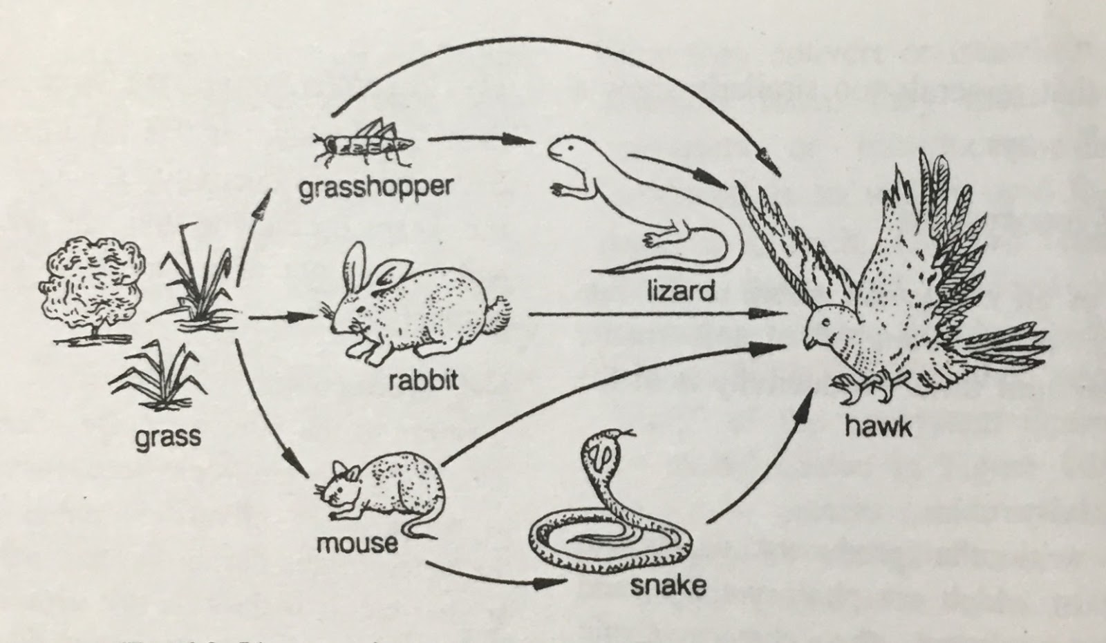 Lizards Food Chain
