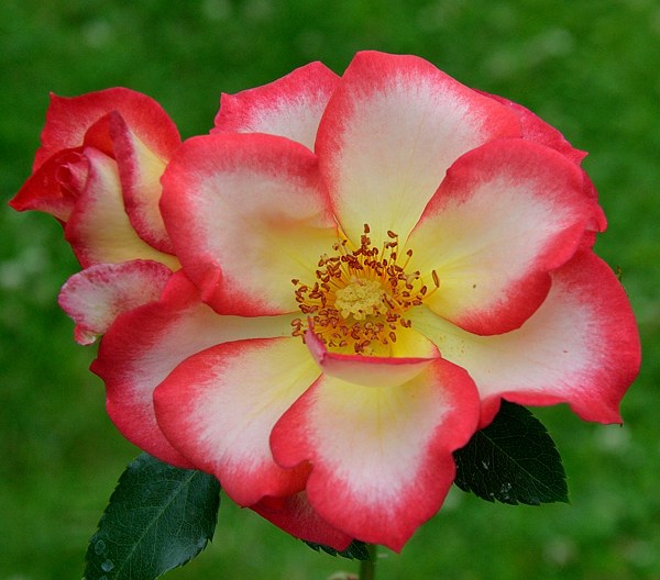 Betty Boop сорт розы фото Минск