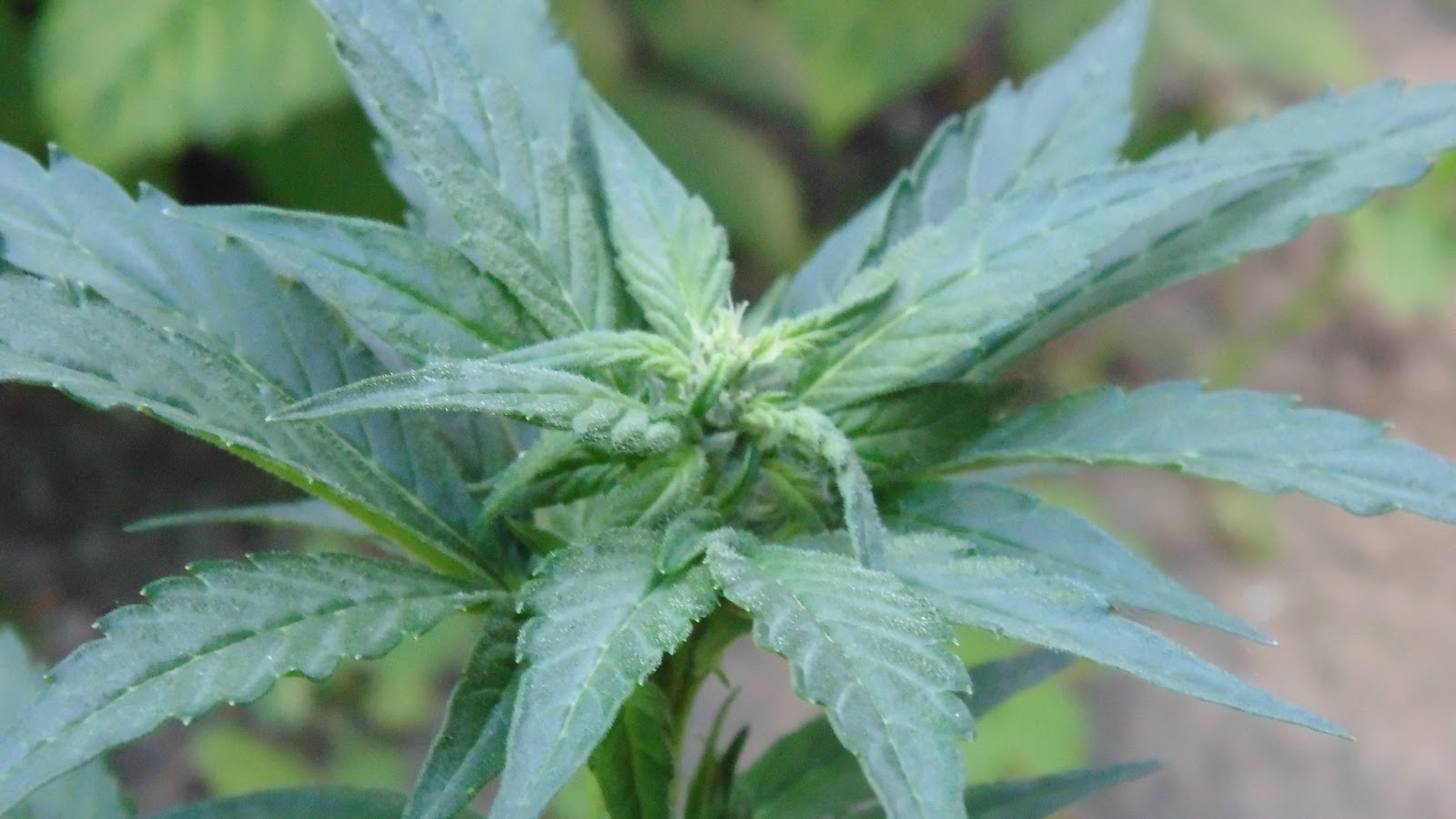 Марихуана священное растение редкое курение марихуаны