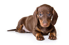 Brown Dachshund Dog puppy Brown Dachshund Dog puppy