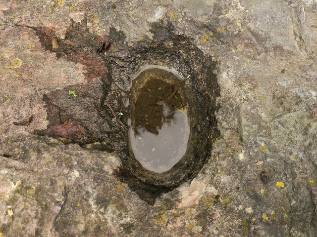 Small pool of rainwater on rock beneath apple trees.