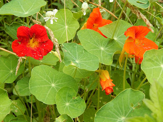 im veganen Garten bioveganer Garten