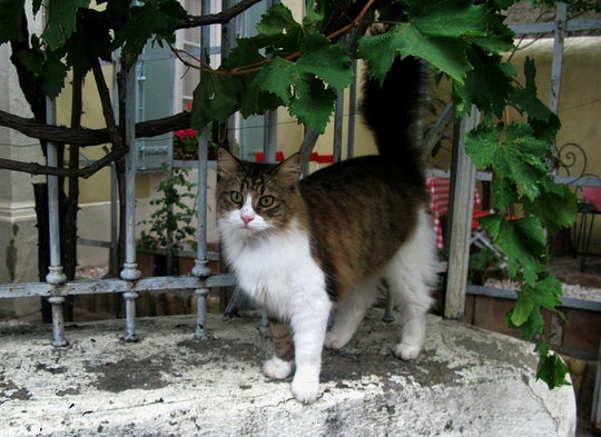 Cat from Cucugnan, France