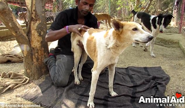 White Wolf : Street dog found paralysed and dragging his body through the  dirt walks again
