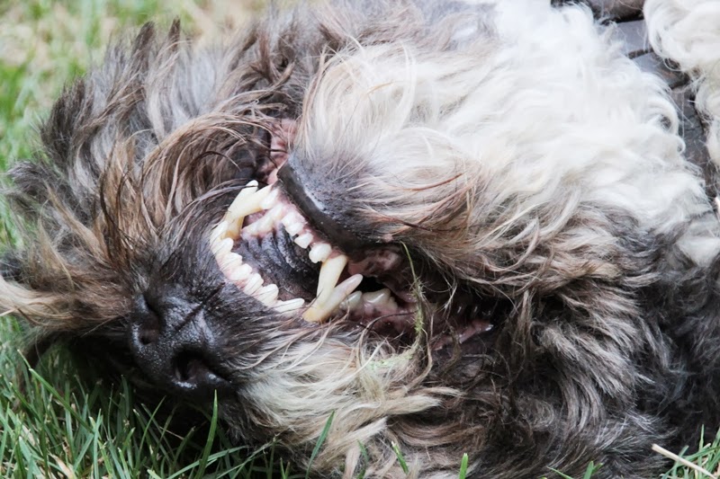 Peziperli Massage gefällig? Oder wie man einen Hund zum Grinsen