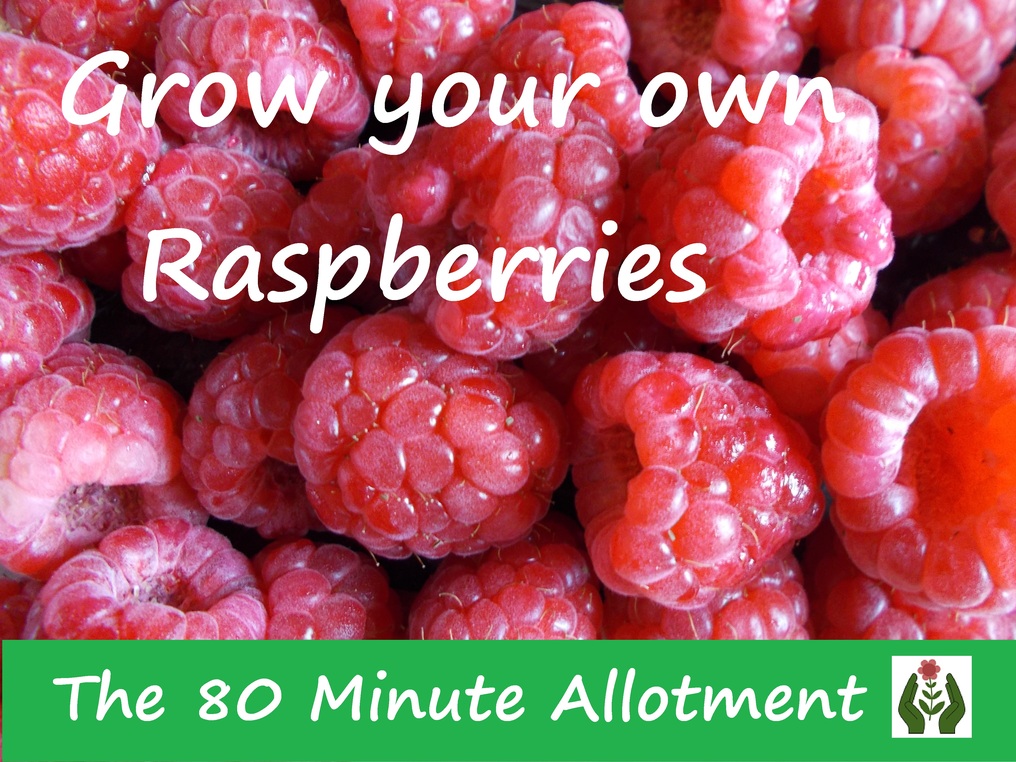 The Green Fingered Blog Grow Your Own Raspberries The 80 Minute Allotment