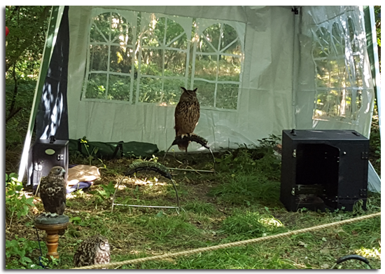 Owl keeping an eye out for the Gruffalo