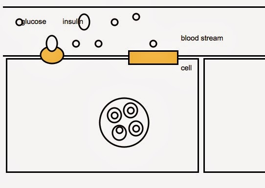 PBS GLUT4 Insulin Glucose Connection, Draw/Label/Explain