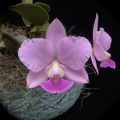 Orquídea Cattleya walkeriana caerulea